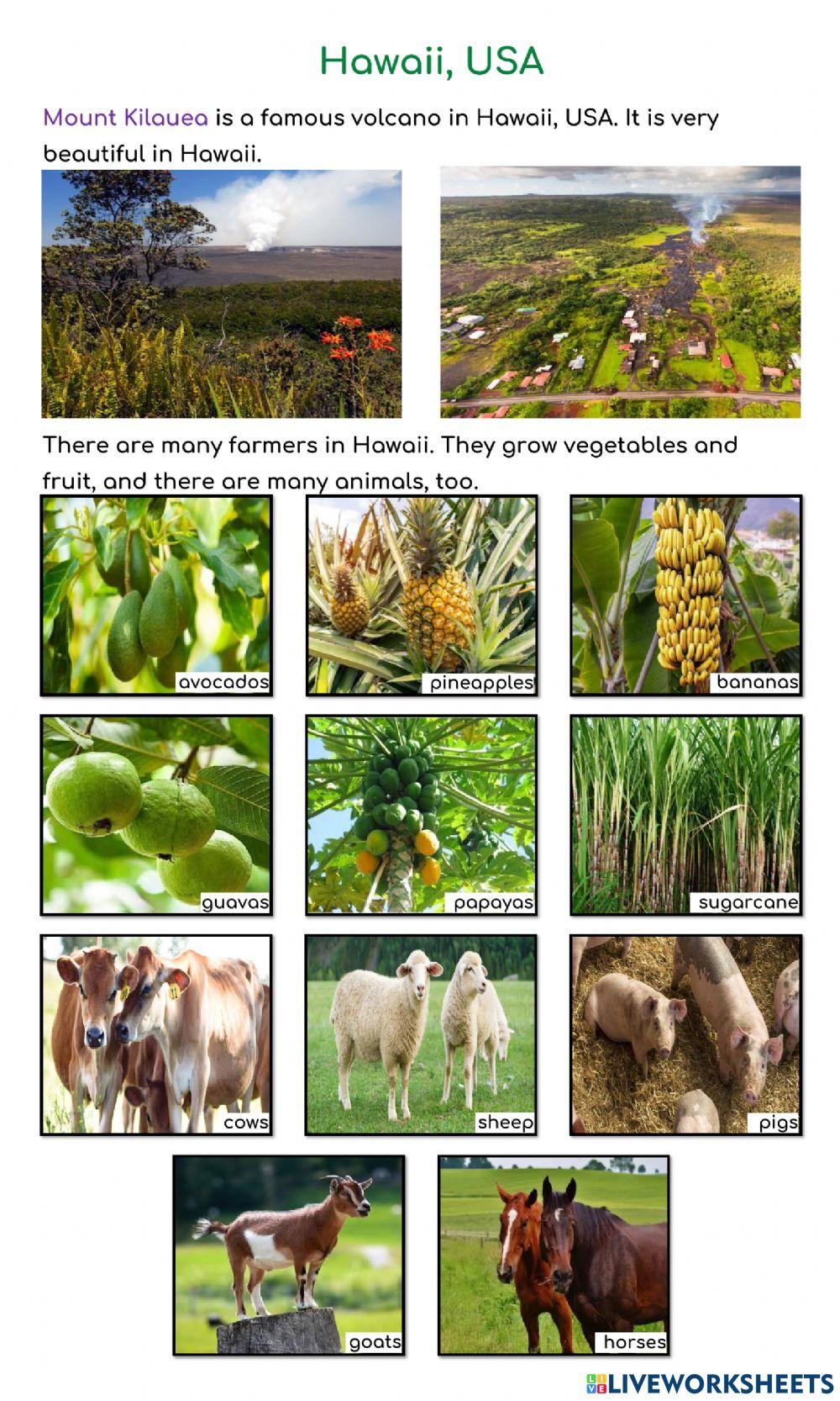 YiXian Summer Camp - Volcano: Hawaii