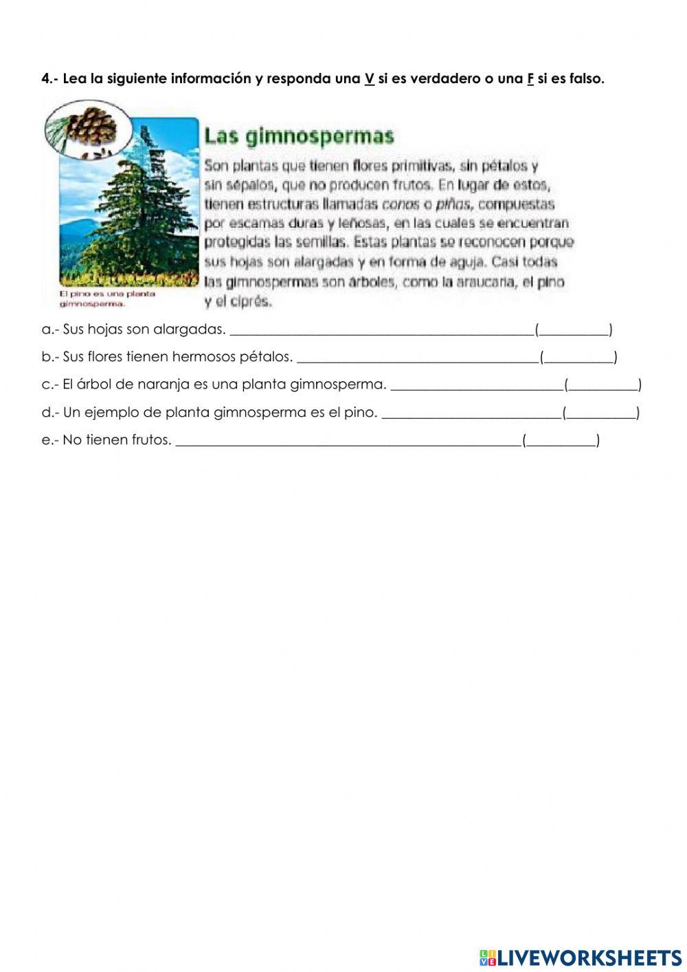 Plantas gimnospermas