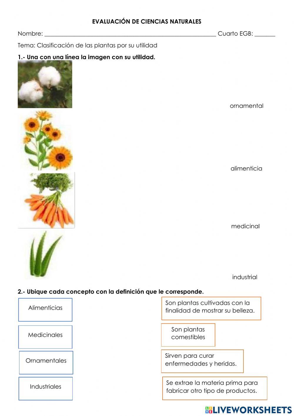 Clasificación de las plantas por su utilidad