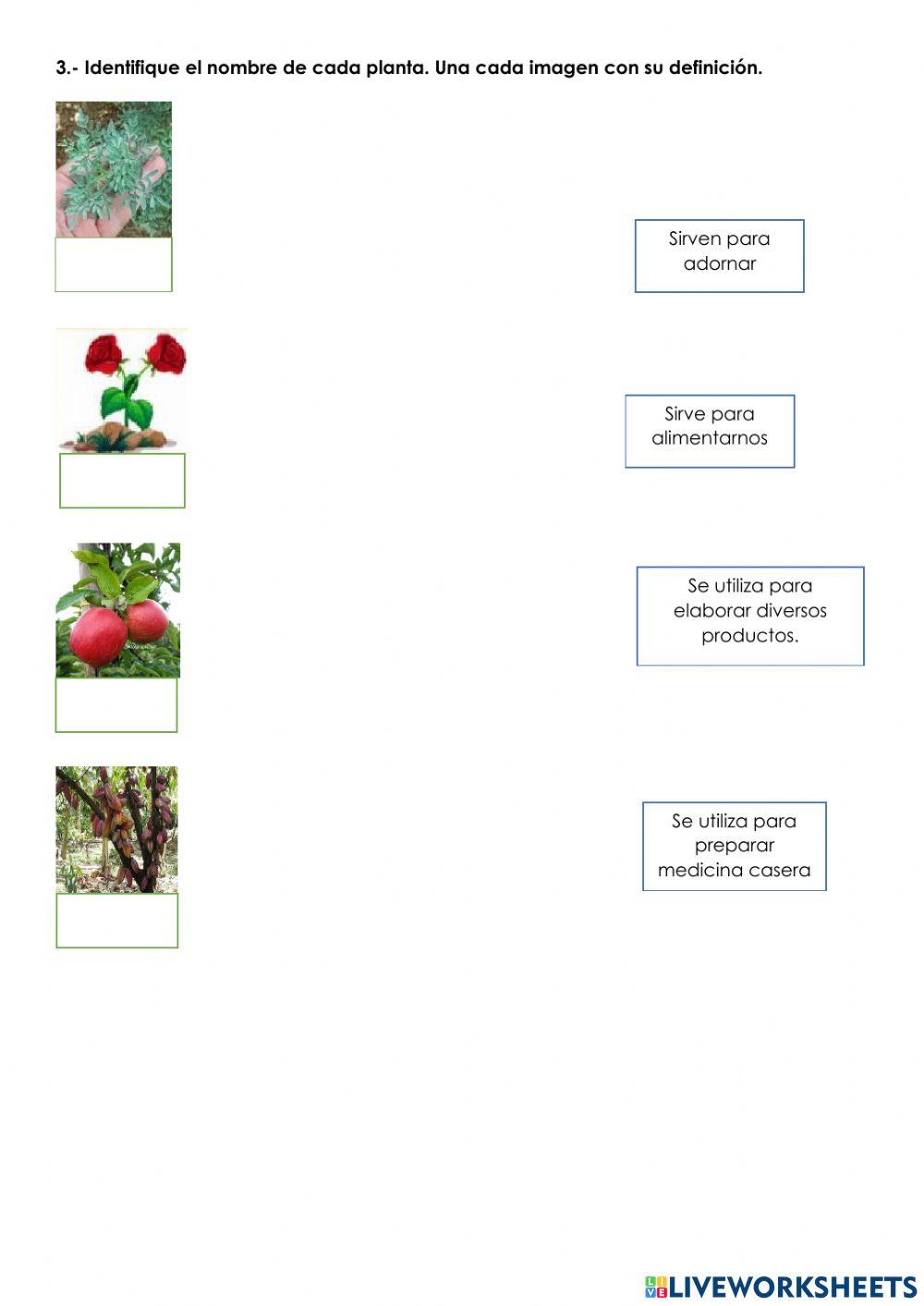 Clasificación de las plantas por su utilidad