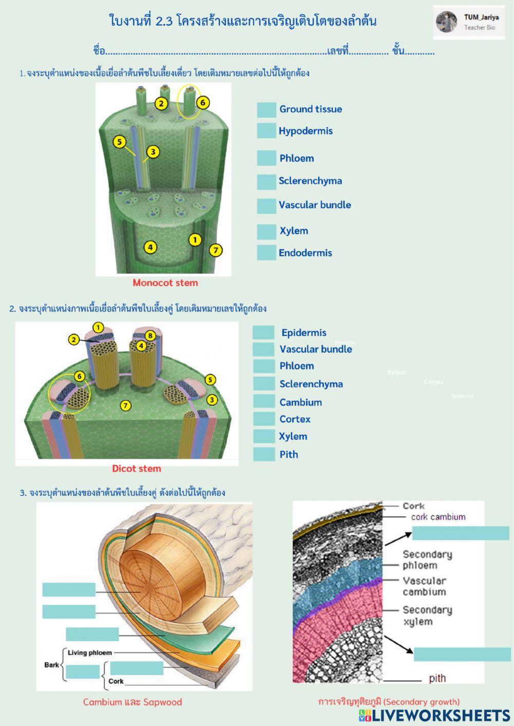 เนื้อเยื่อพืช