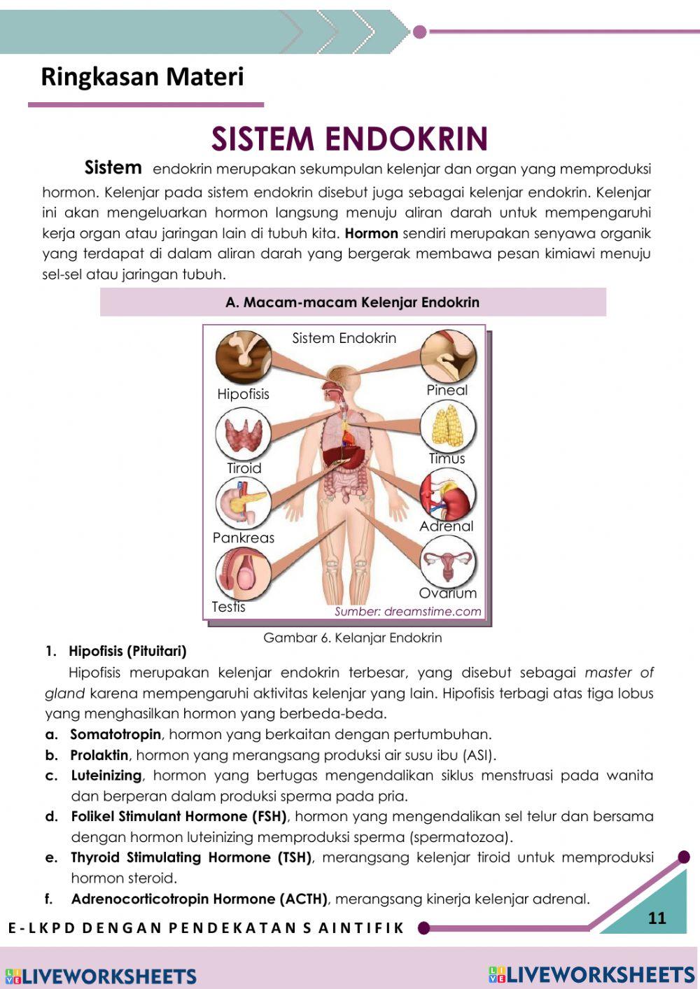 E-LKPD Sistem Endokrin