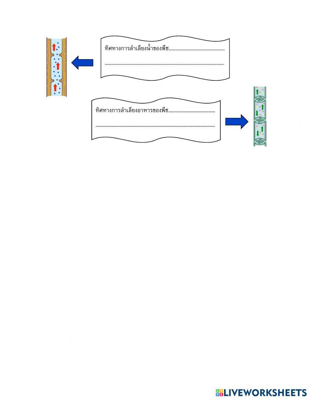 เนื้อเยื่อลำเลียงน้ำและเนื้อเยื่อลำเลียงอาหาร