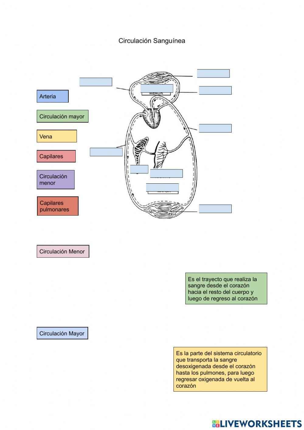 Enfermedades del sistema circulatorio