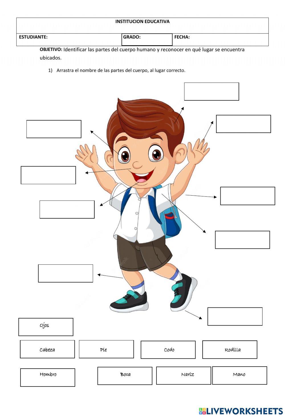 Partes del cuerpo online exercise for Preescolar Live Worksheets