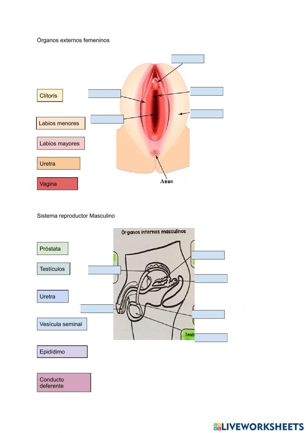 Sistemas reproductores