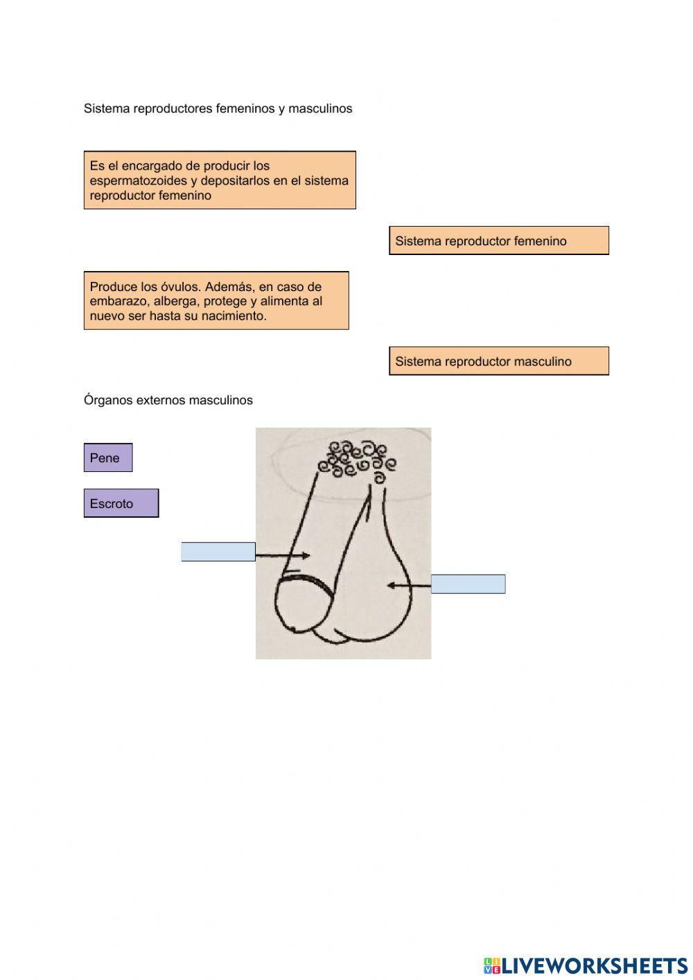 Sistemas reproductores