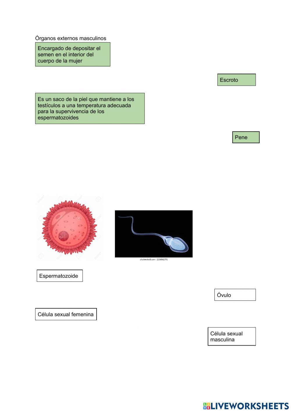 Sistemas reproductores