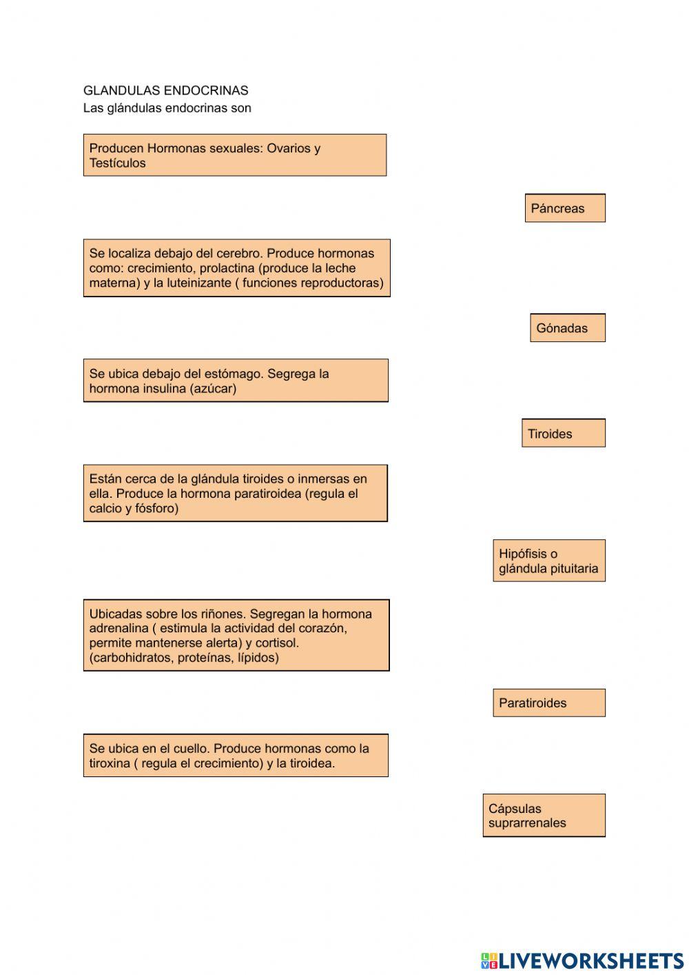 Sistema endocrino