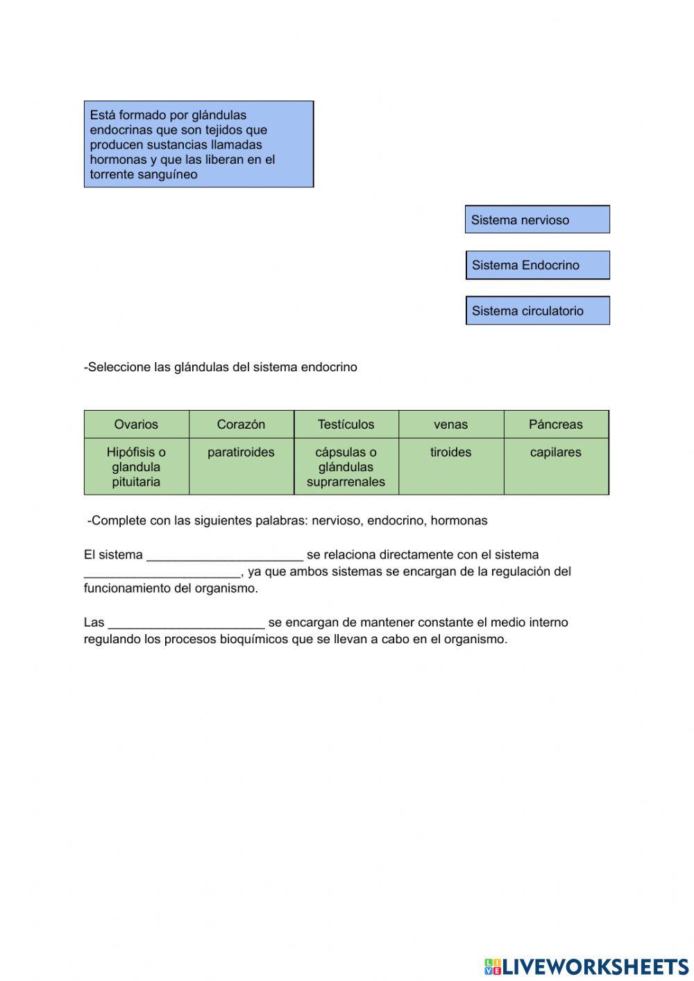 Sistema endocrino