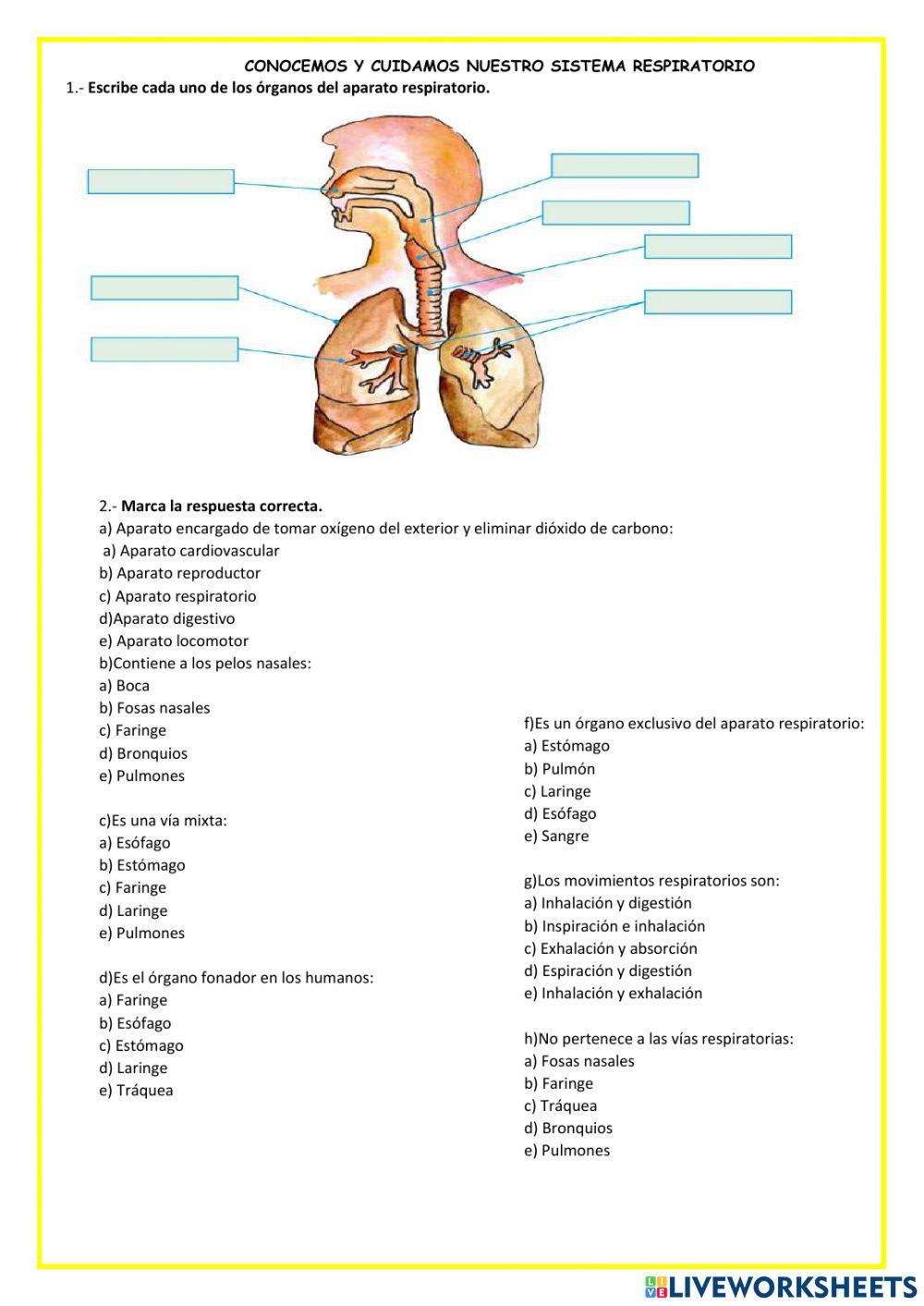 Aparato respiratorio