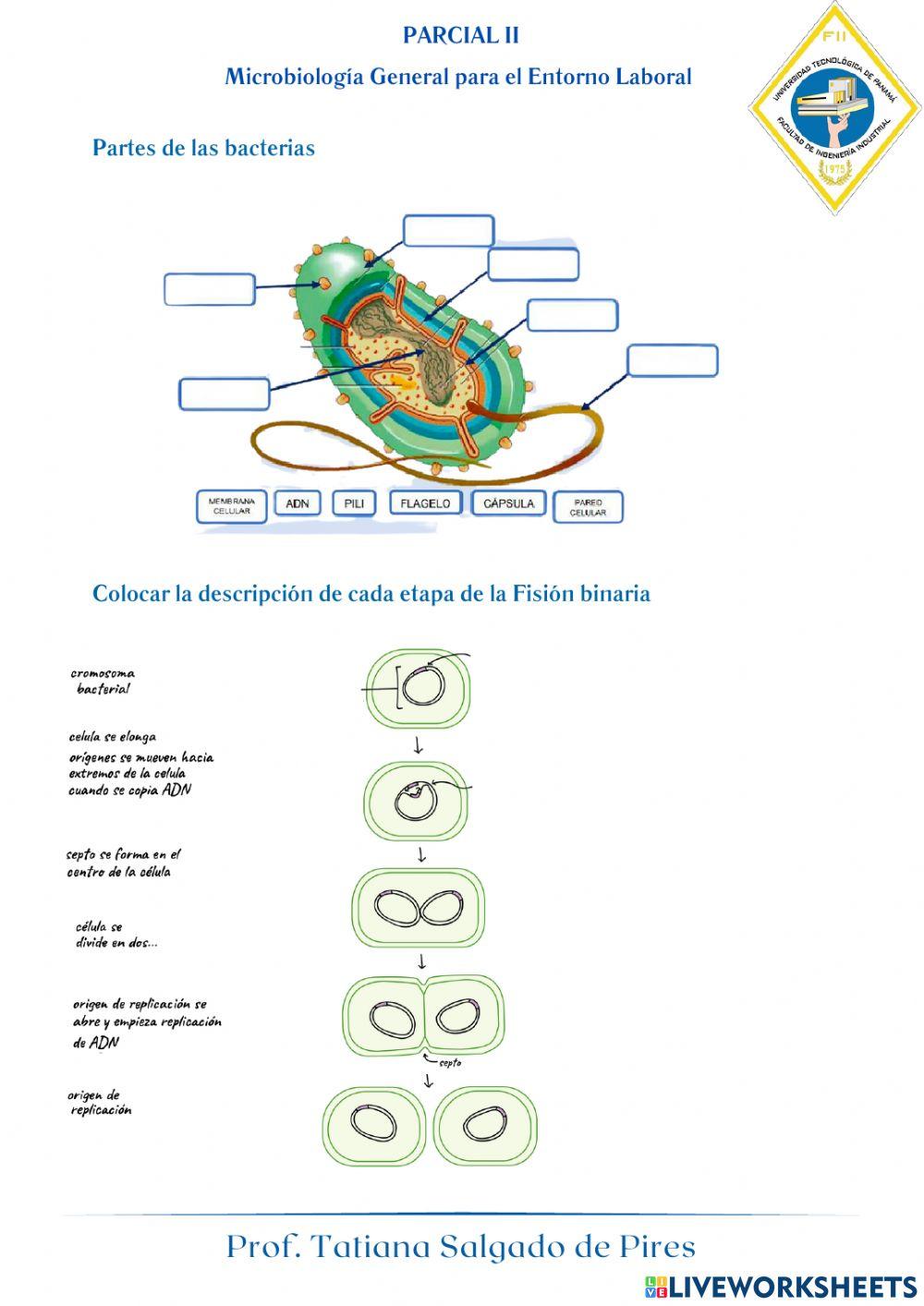 Parcial II microbiologia