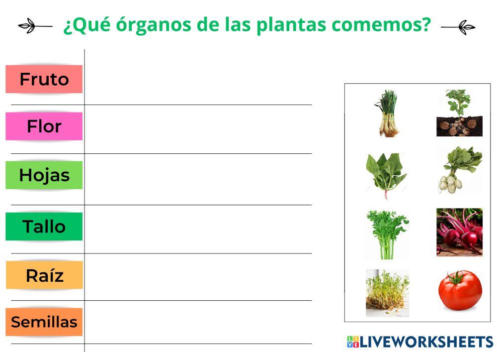 ¿Qué órganos de las plantas comemos?