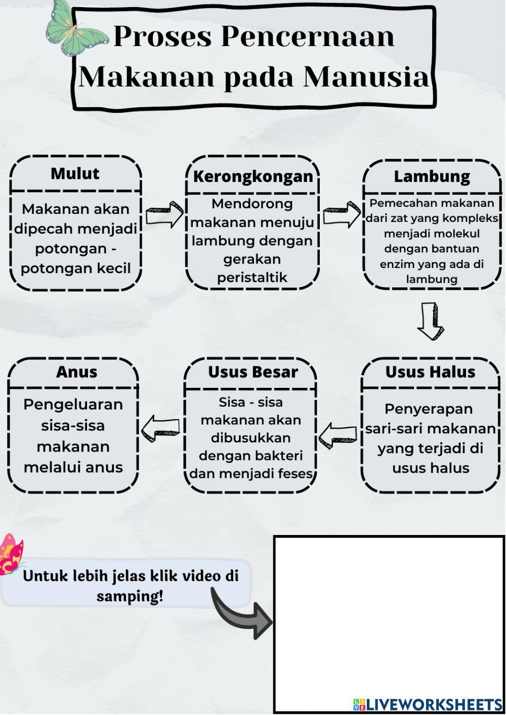 Sistem Pencernaan Manusia