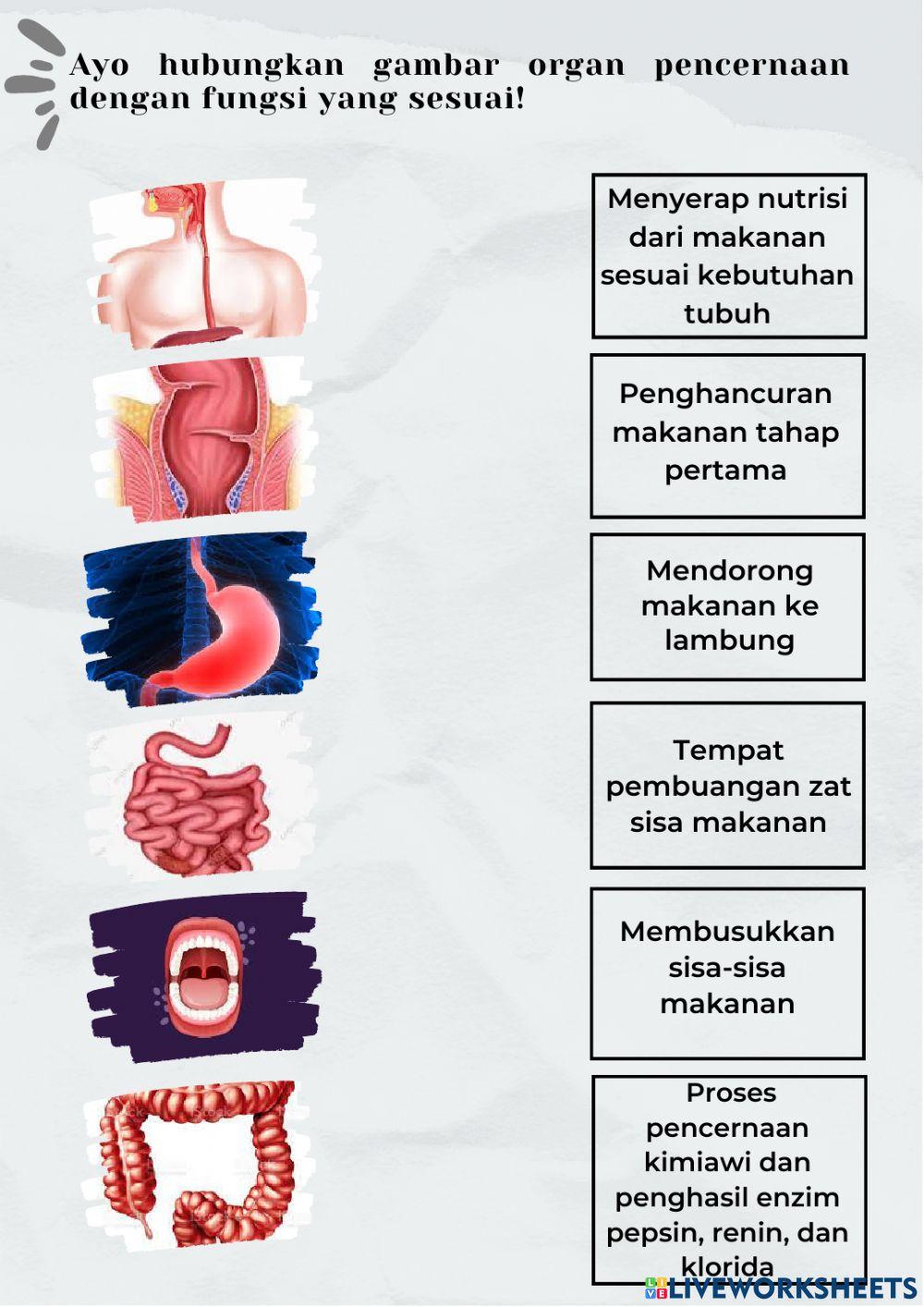 Sistem Pencernaan Manusia