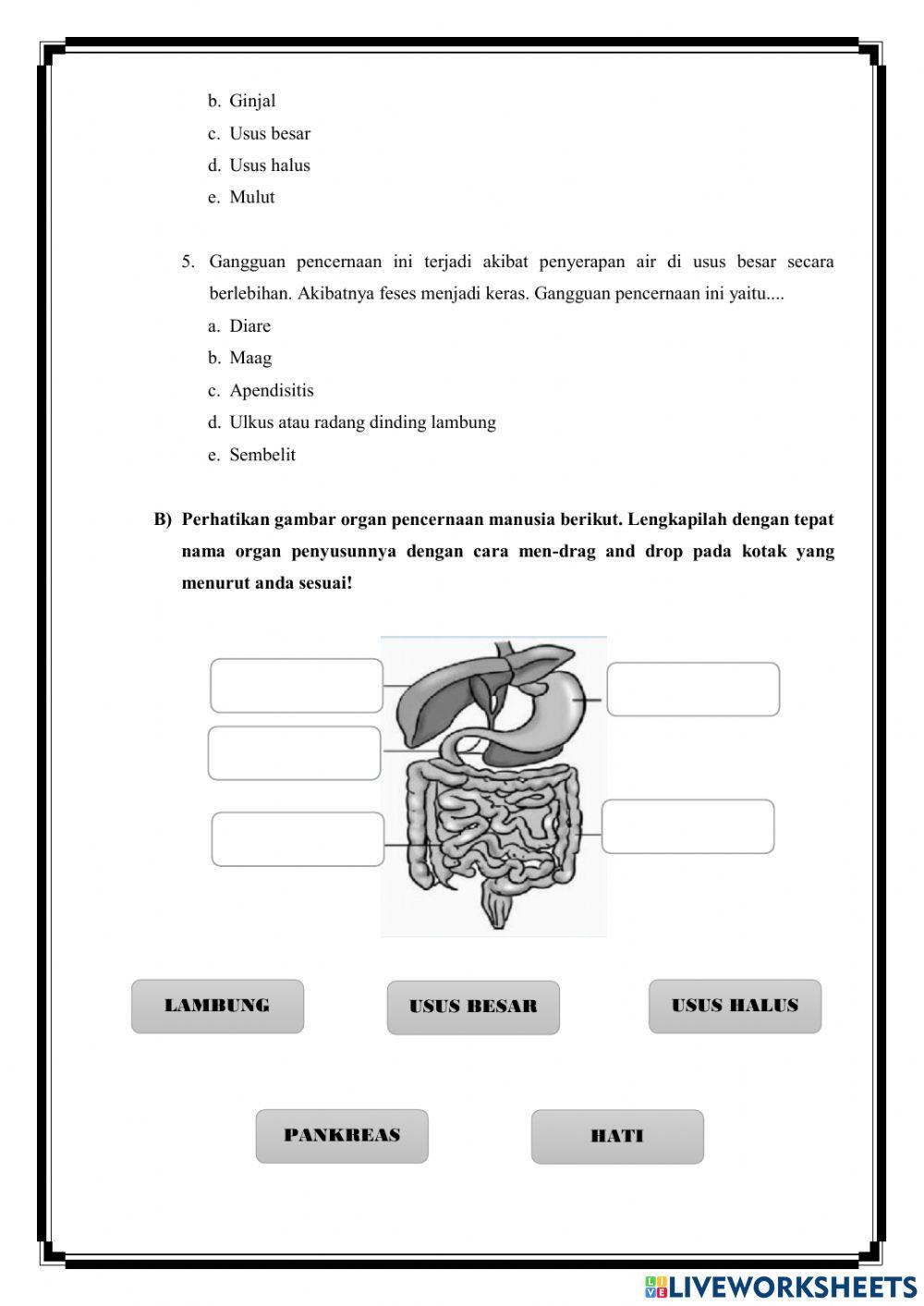 Lkpd sistem pencernaan pada manusia biologi kelas xi