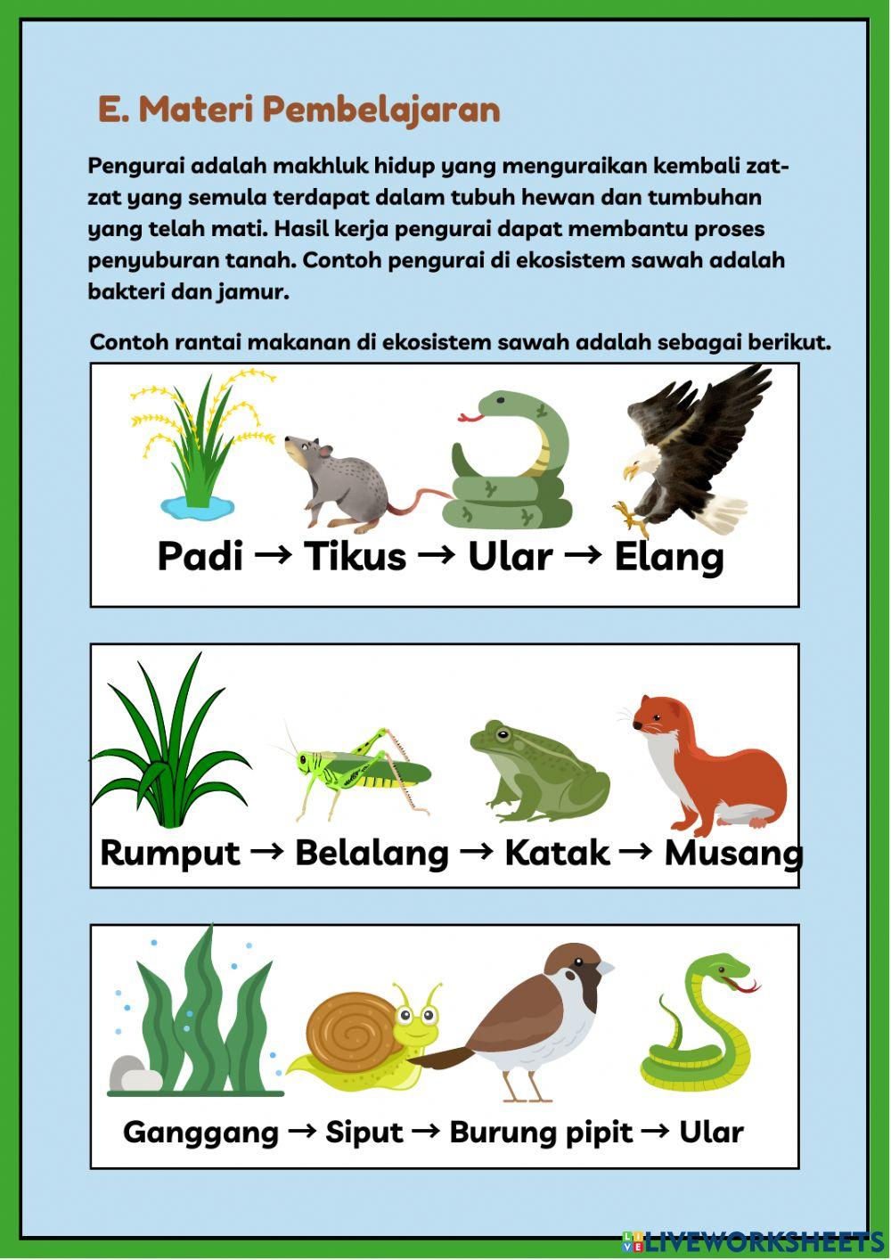 Lembar Kerja Siswa Ipa Ekosistem Rantai Makanan Tema 5 Subtema 2