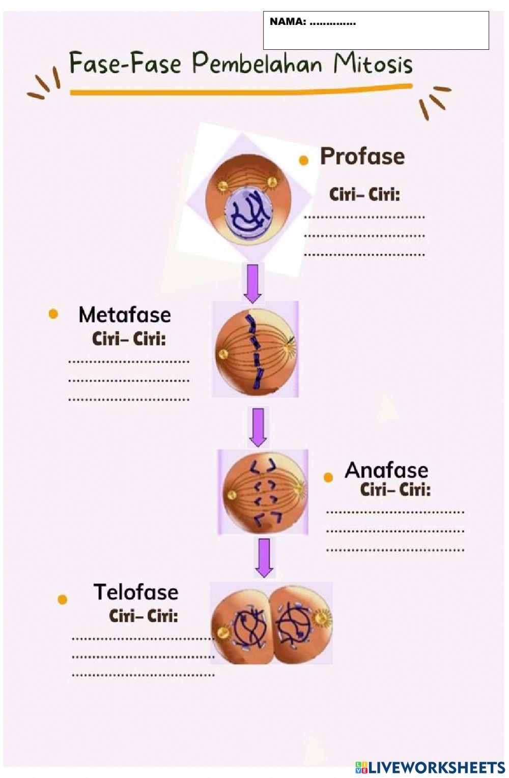 Fase pembelahan mitosis