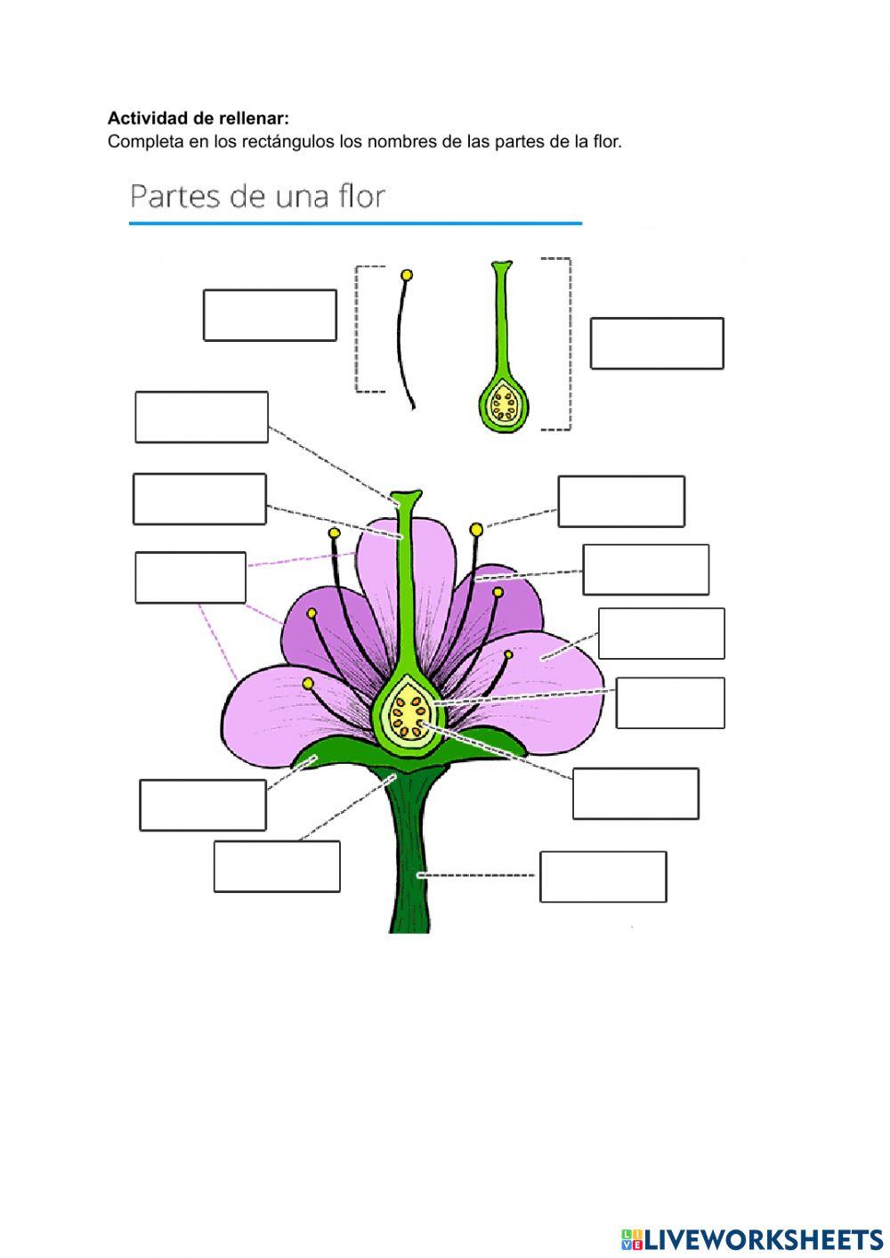 Partes de las plantas
