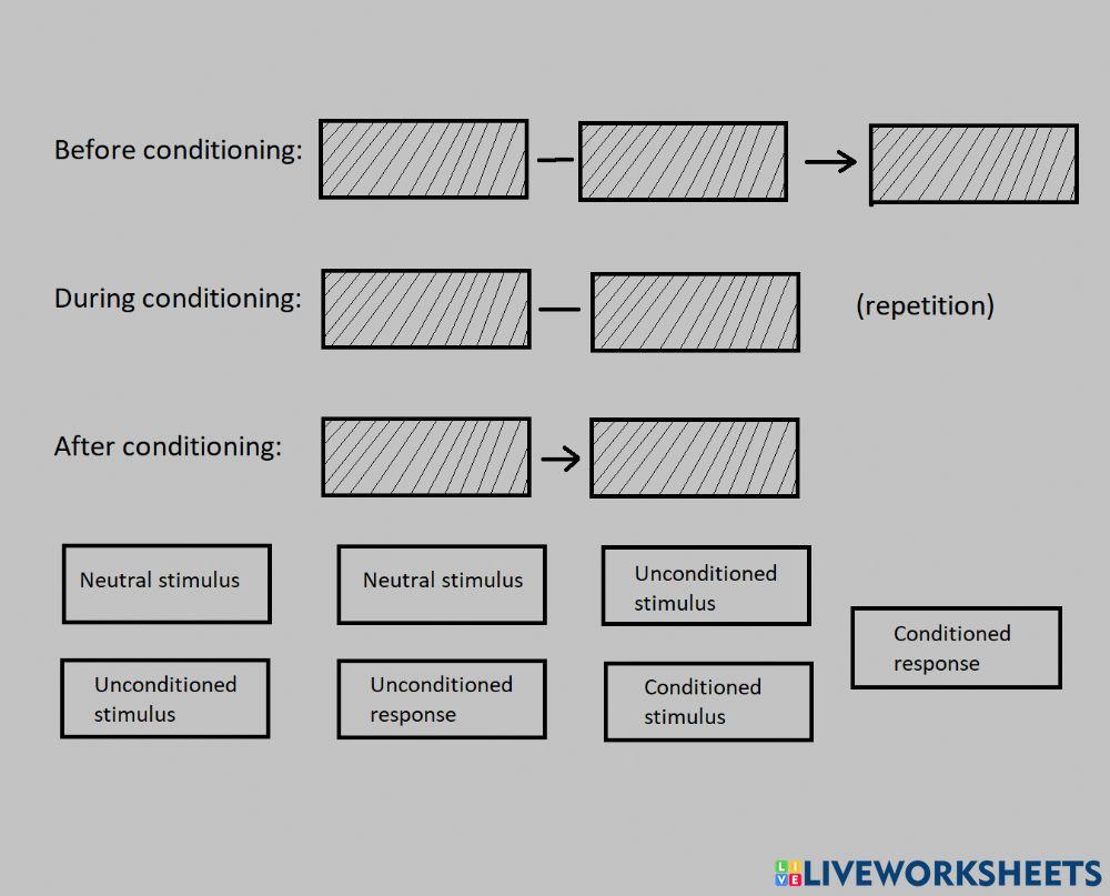 Classical conditioning worksheet Live Worksheets