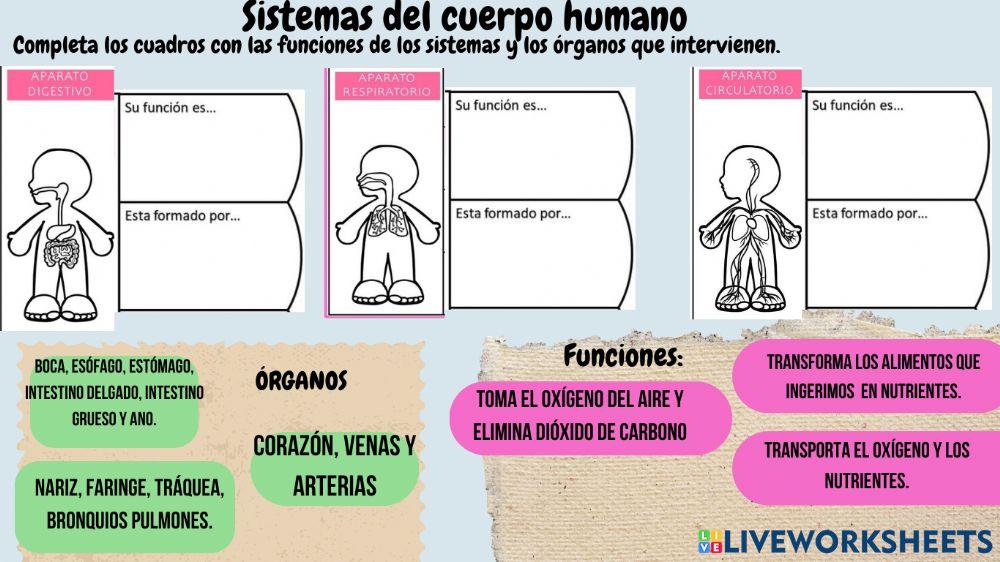 Sistemas del cuerpo humano.
