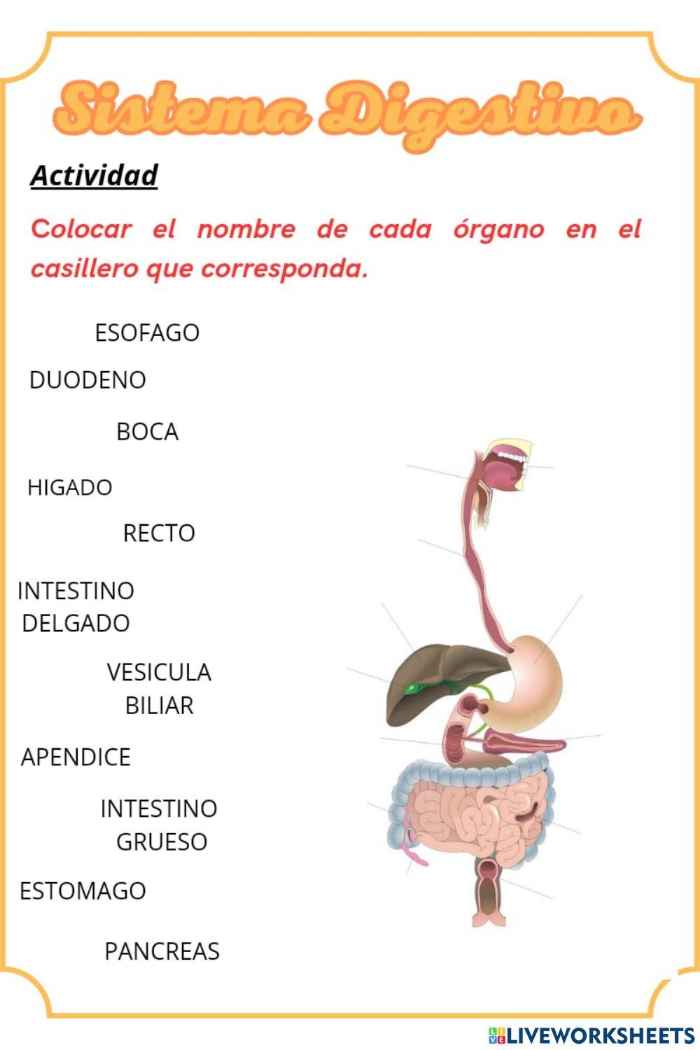 Sistema Digestivo