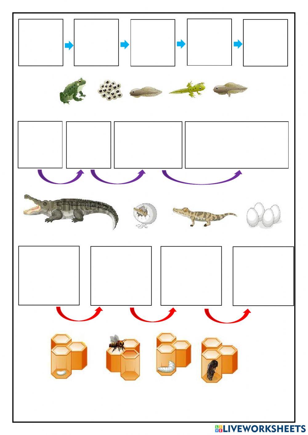 Ciclo de vida dos animais
