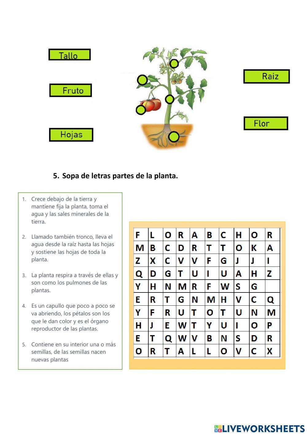 La planta