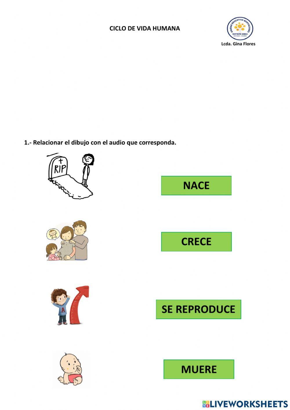 Ciclo de vida humana