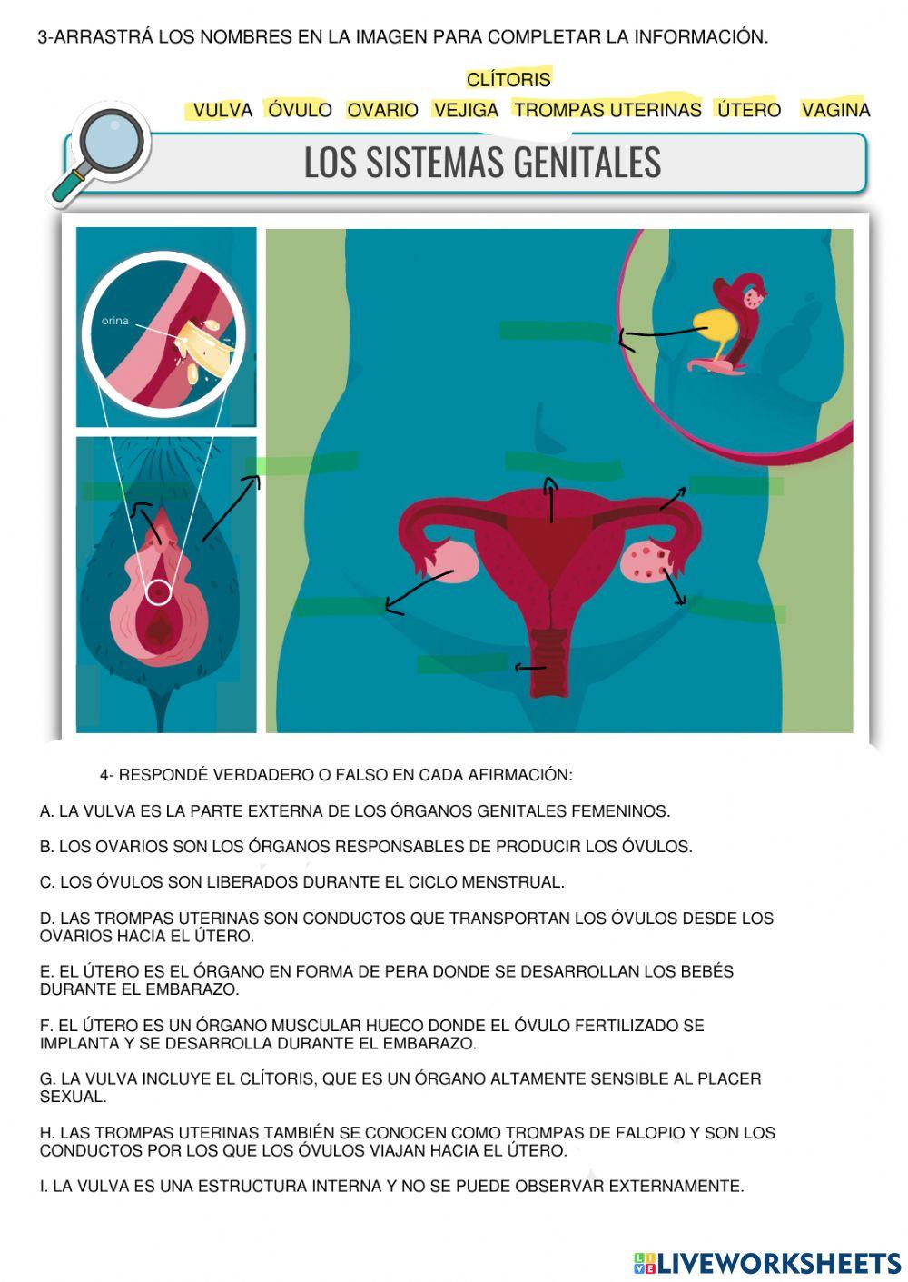 Sistema de genitales