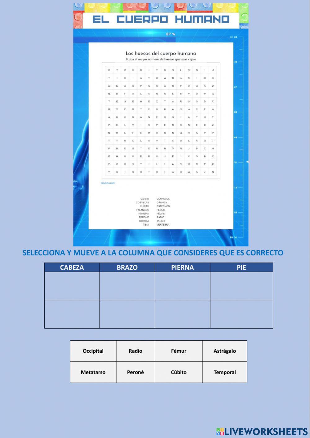 Los huesos del cuerpo humano