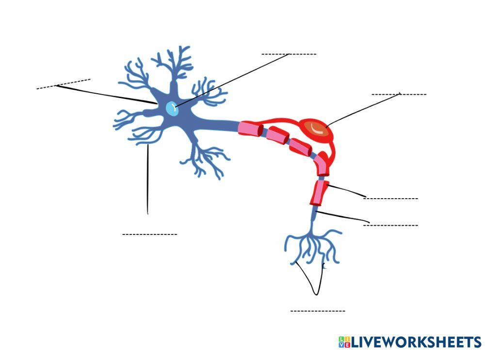 Partes de la neurona