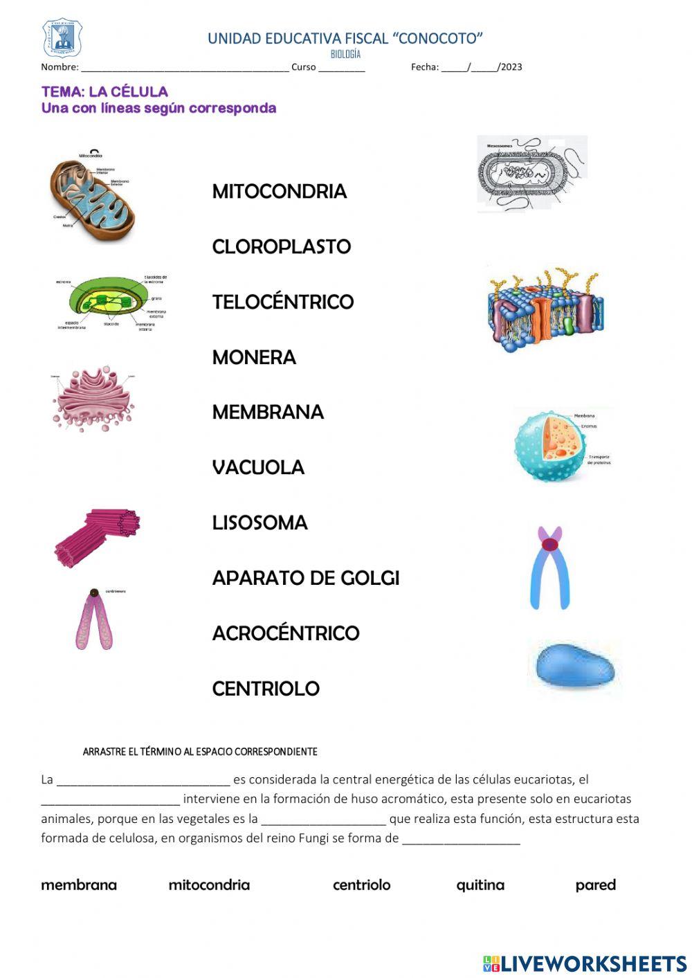 Cuestionario bio primero 23