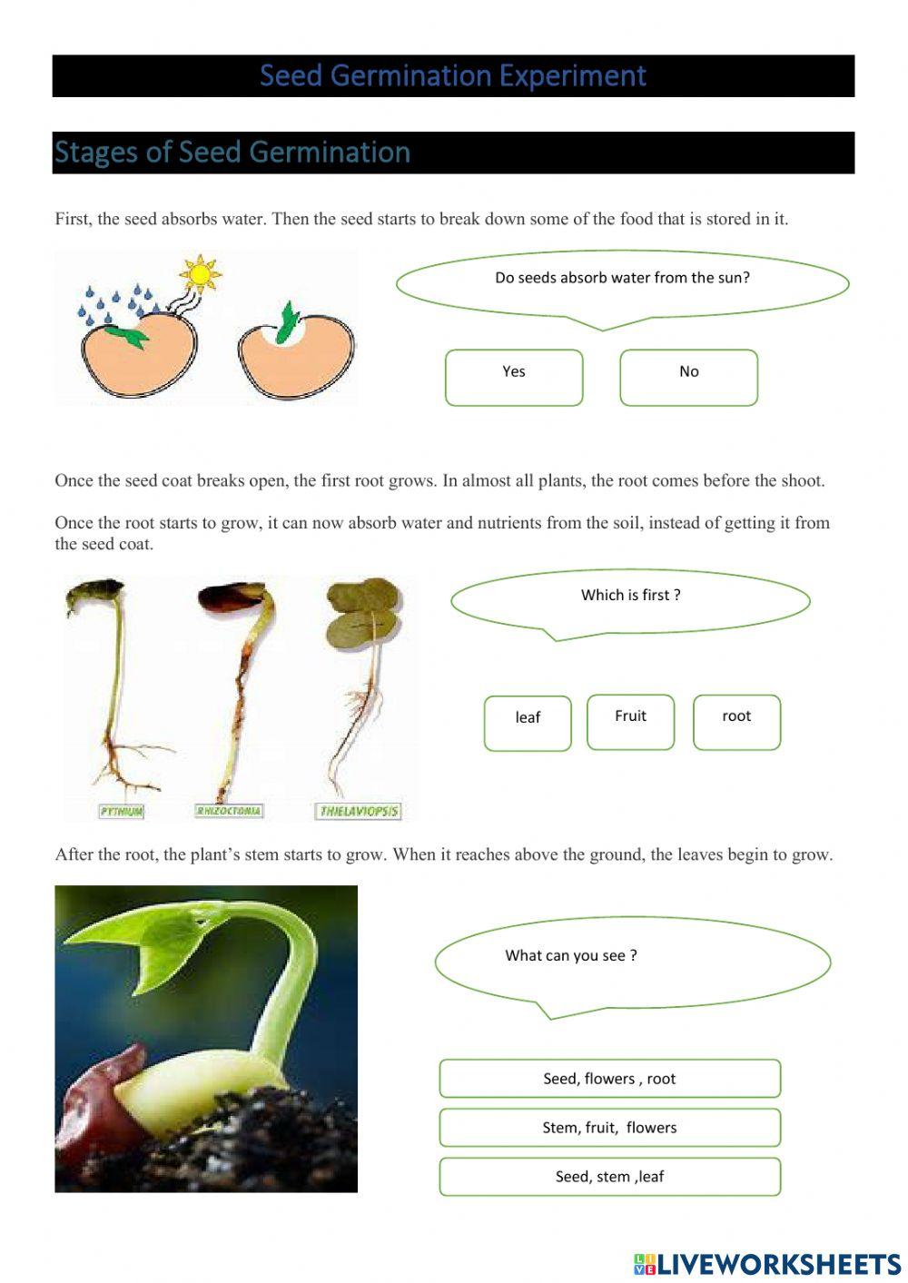 Seed Germination Experiment Worksheet