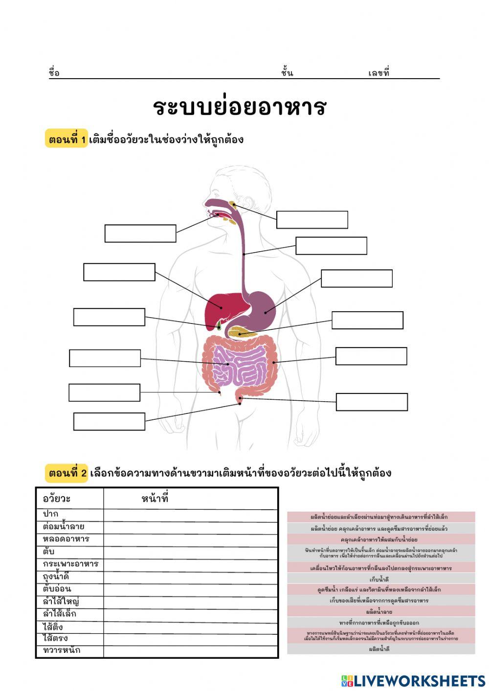ระบบย่อยอาหาร
