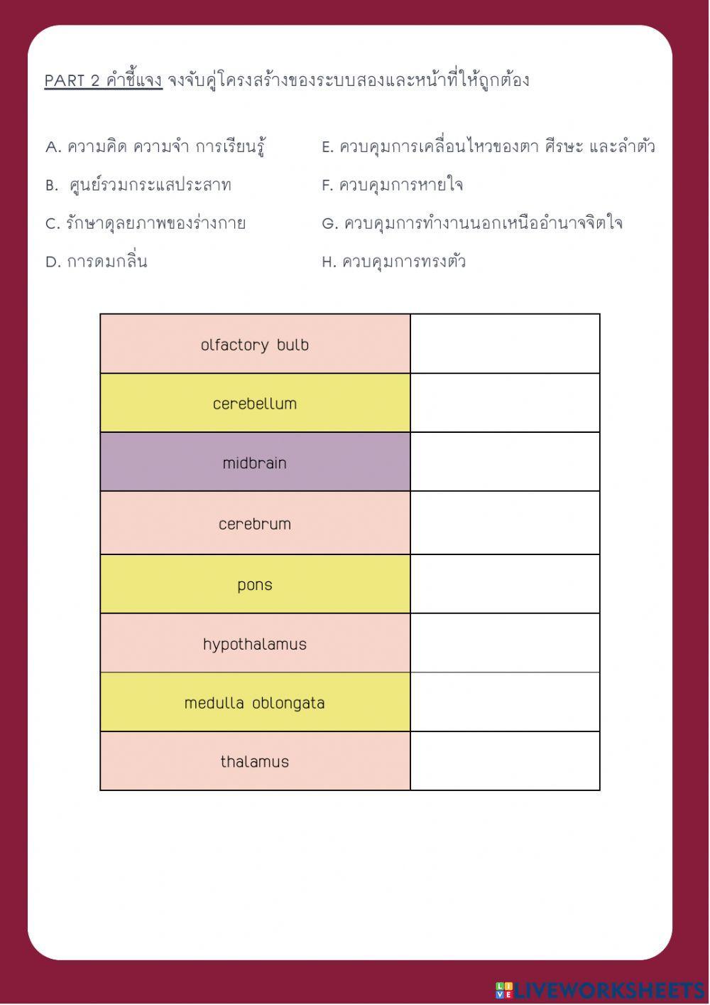 การทำงานของระบบประสาท