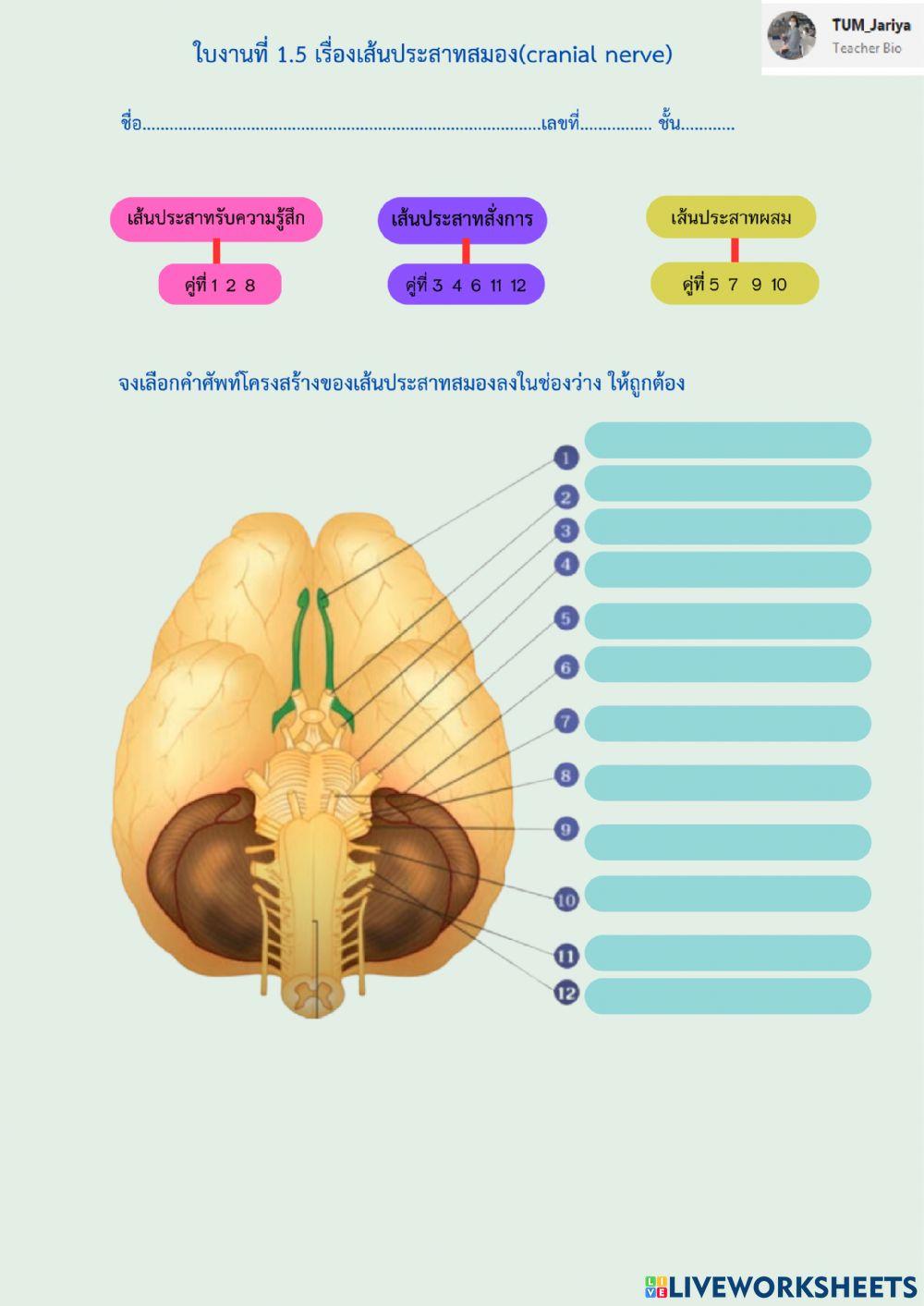 เส้นประสาท