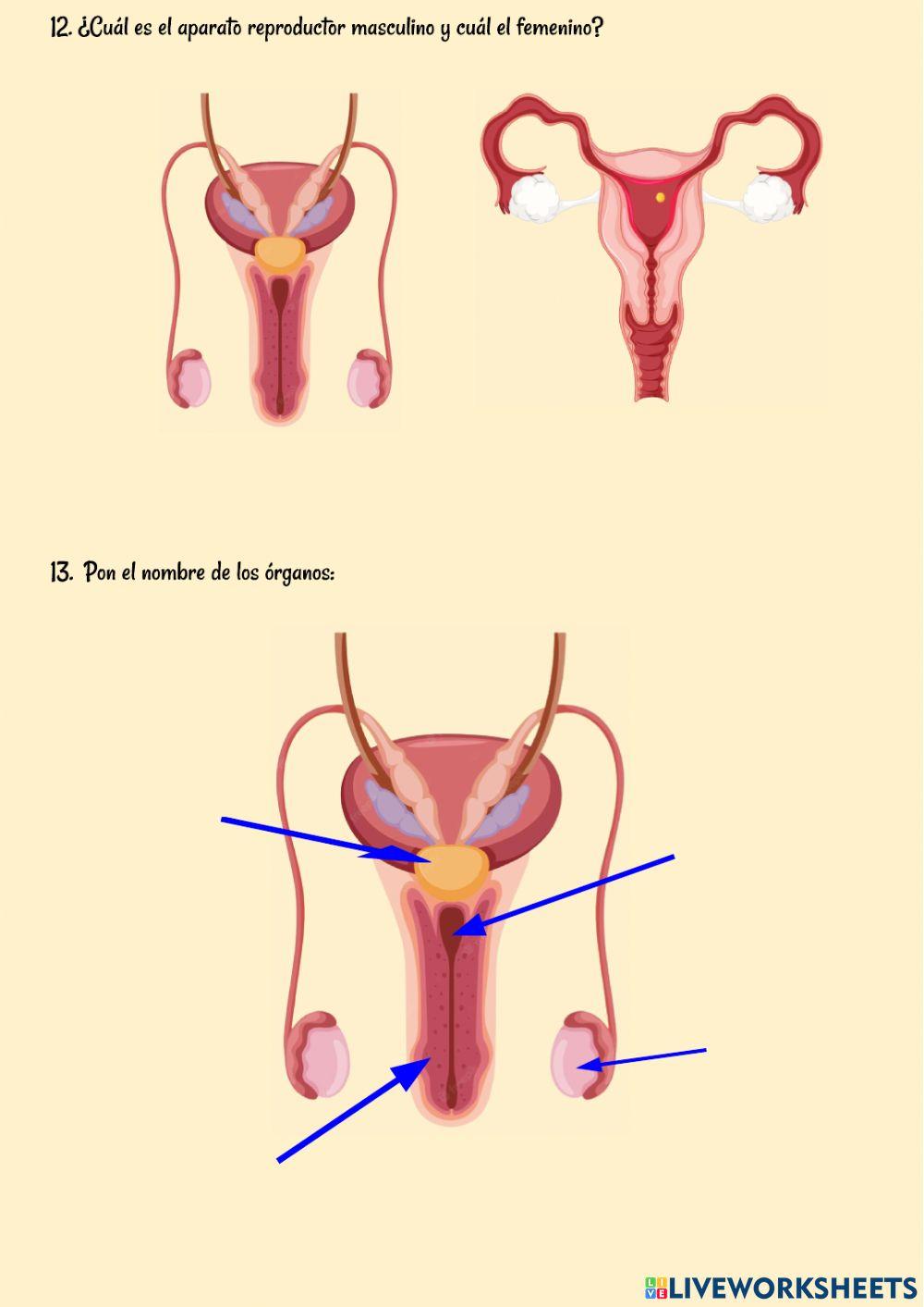 Examen función relación y reproducción