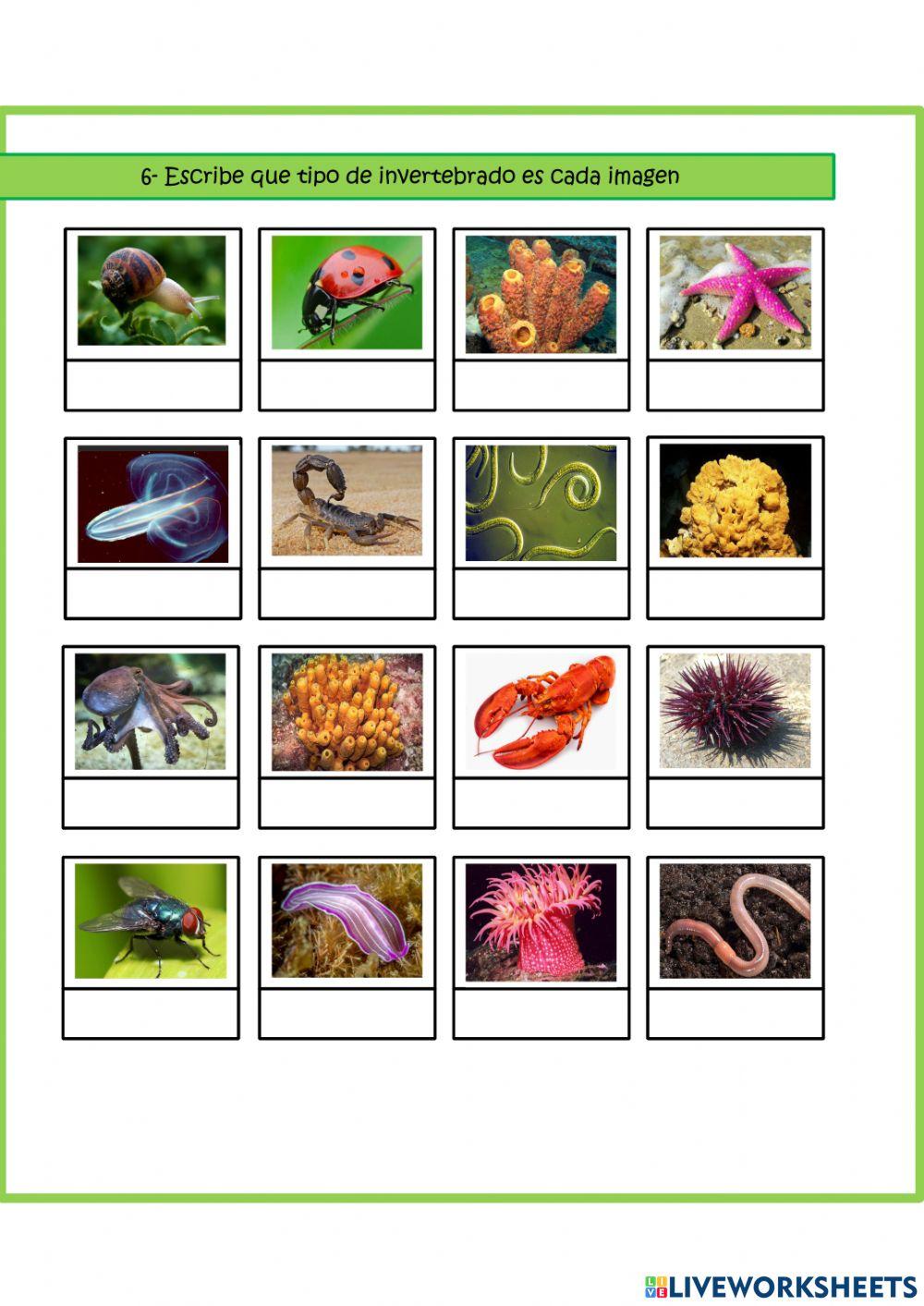 Invertebrados Invertebrados