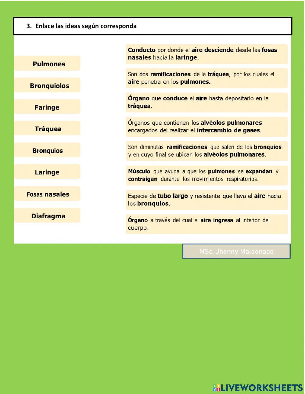 Sistemas digestivo - respiratorio