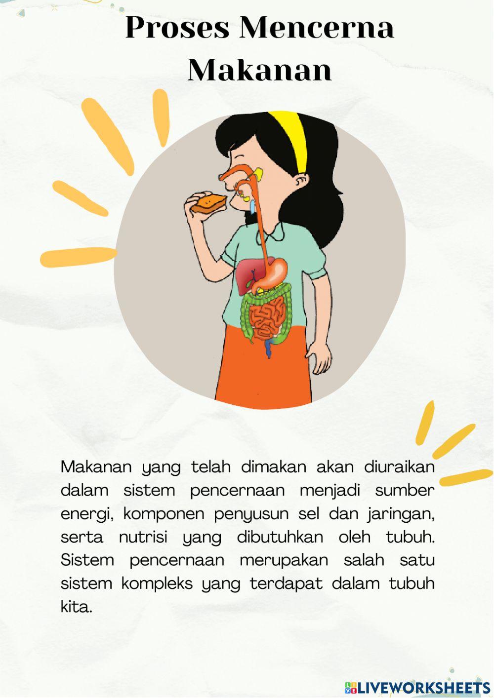 Sistem Pencernaan Manusia