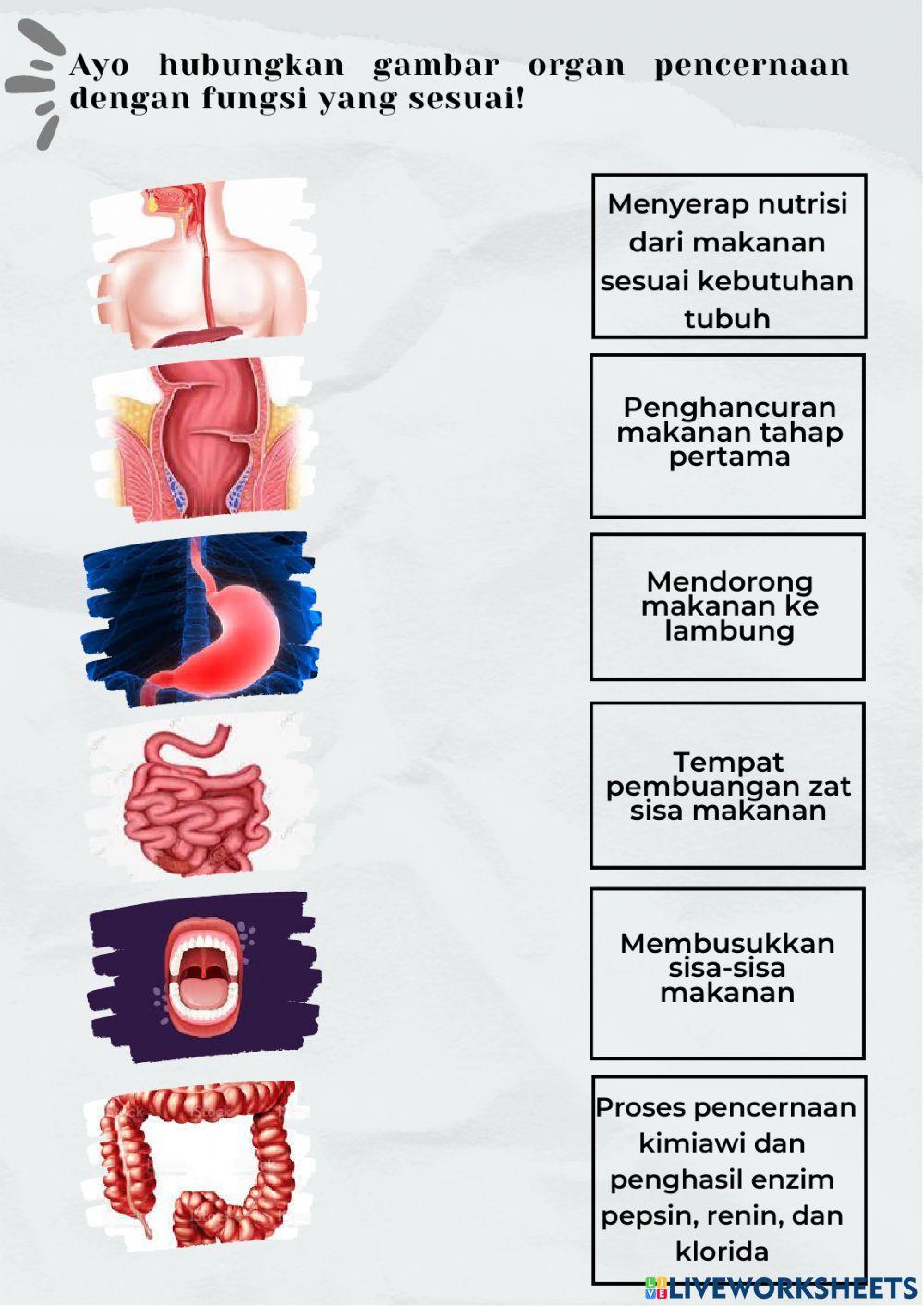 Sistem Pencernaan Manusia