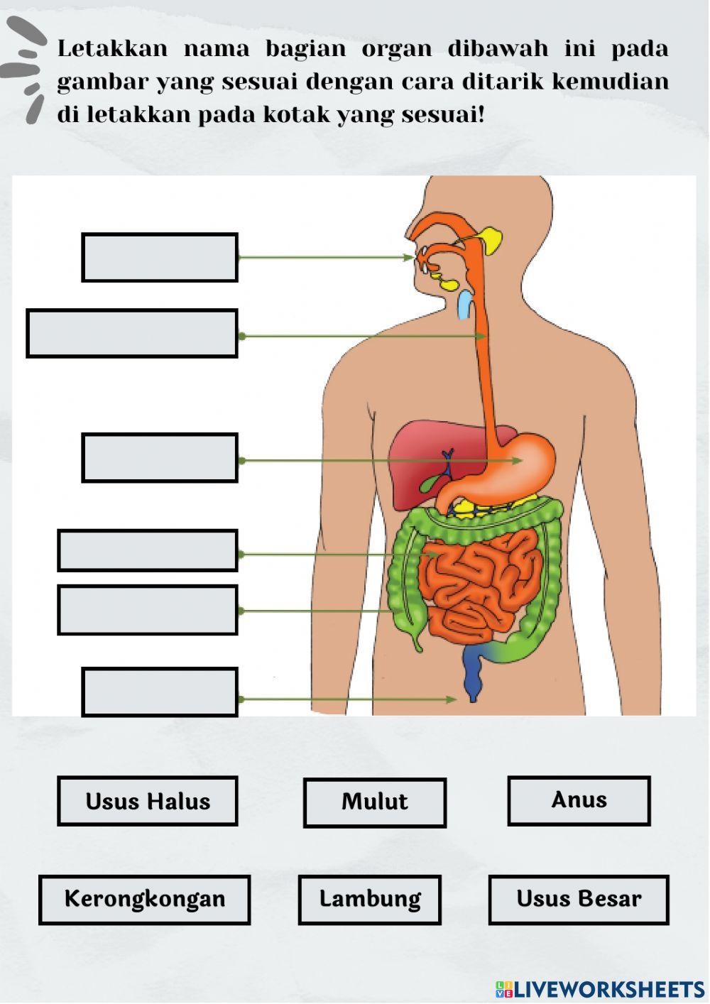Sistem Pencernaan Manusia