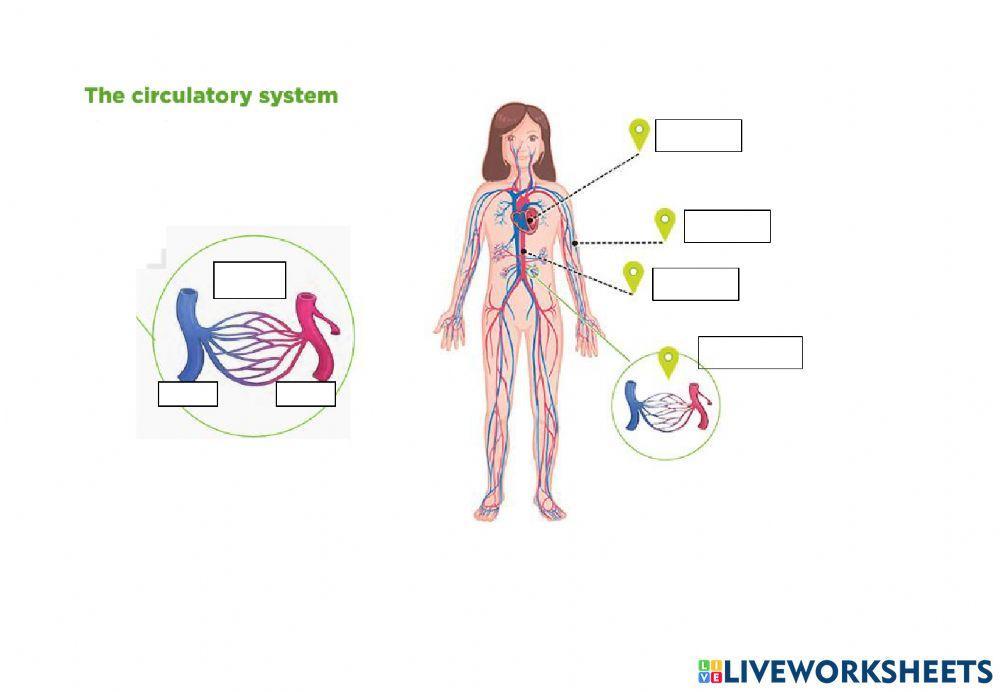 El aparato circulatorio