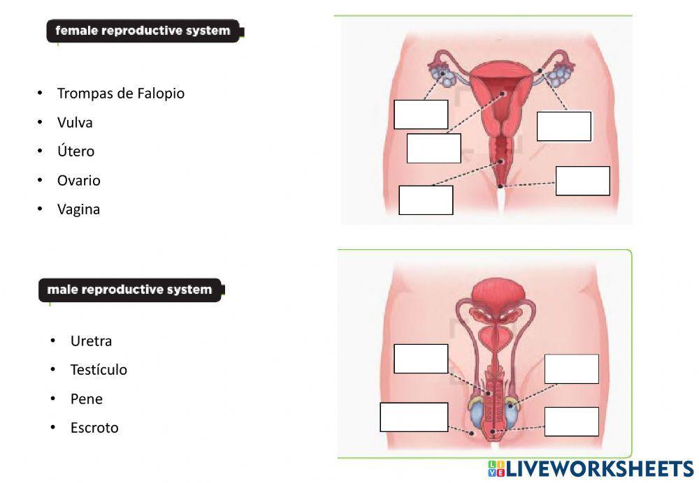 Aparato reproductor masculino y femenino