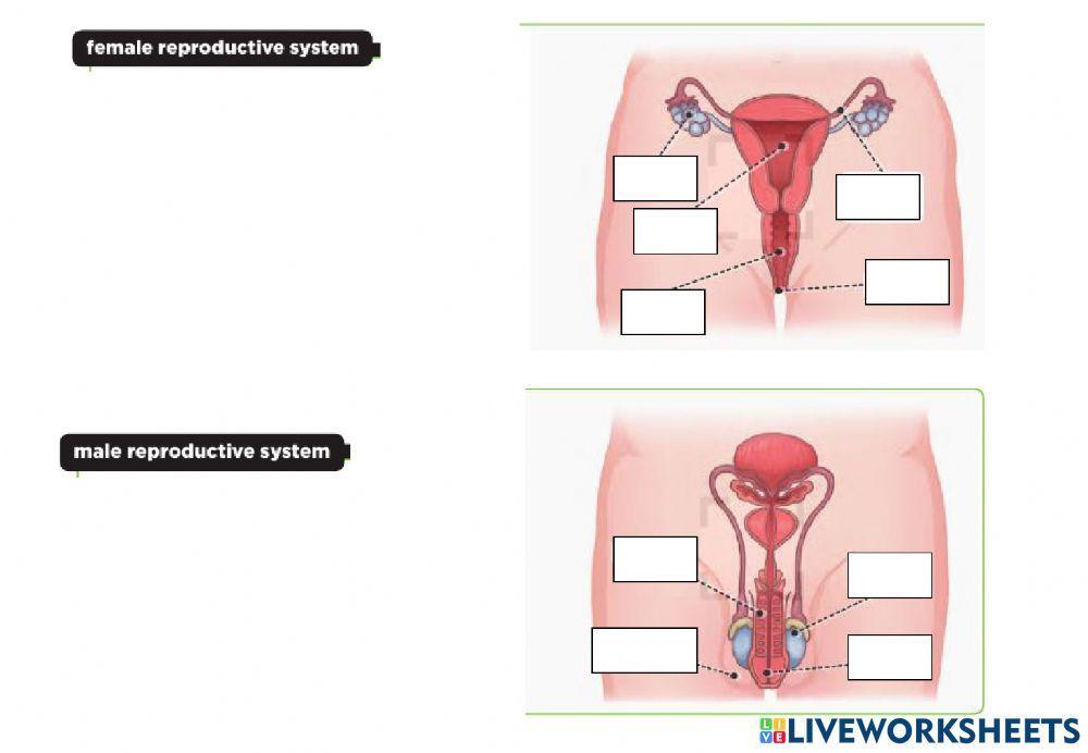 Aparato reproductor masculino y femenino