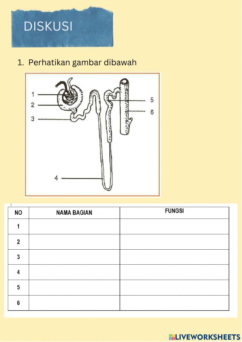 Lkpd sistem ekskresi manusia