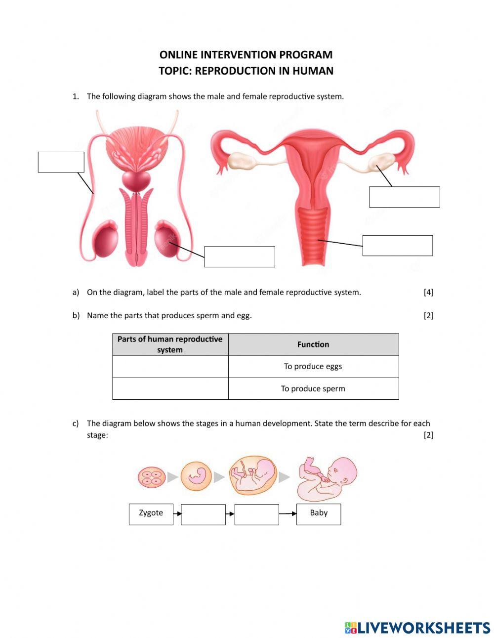 Human reproductive system