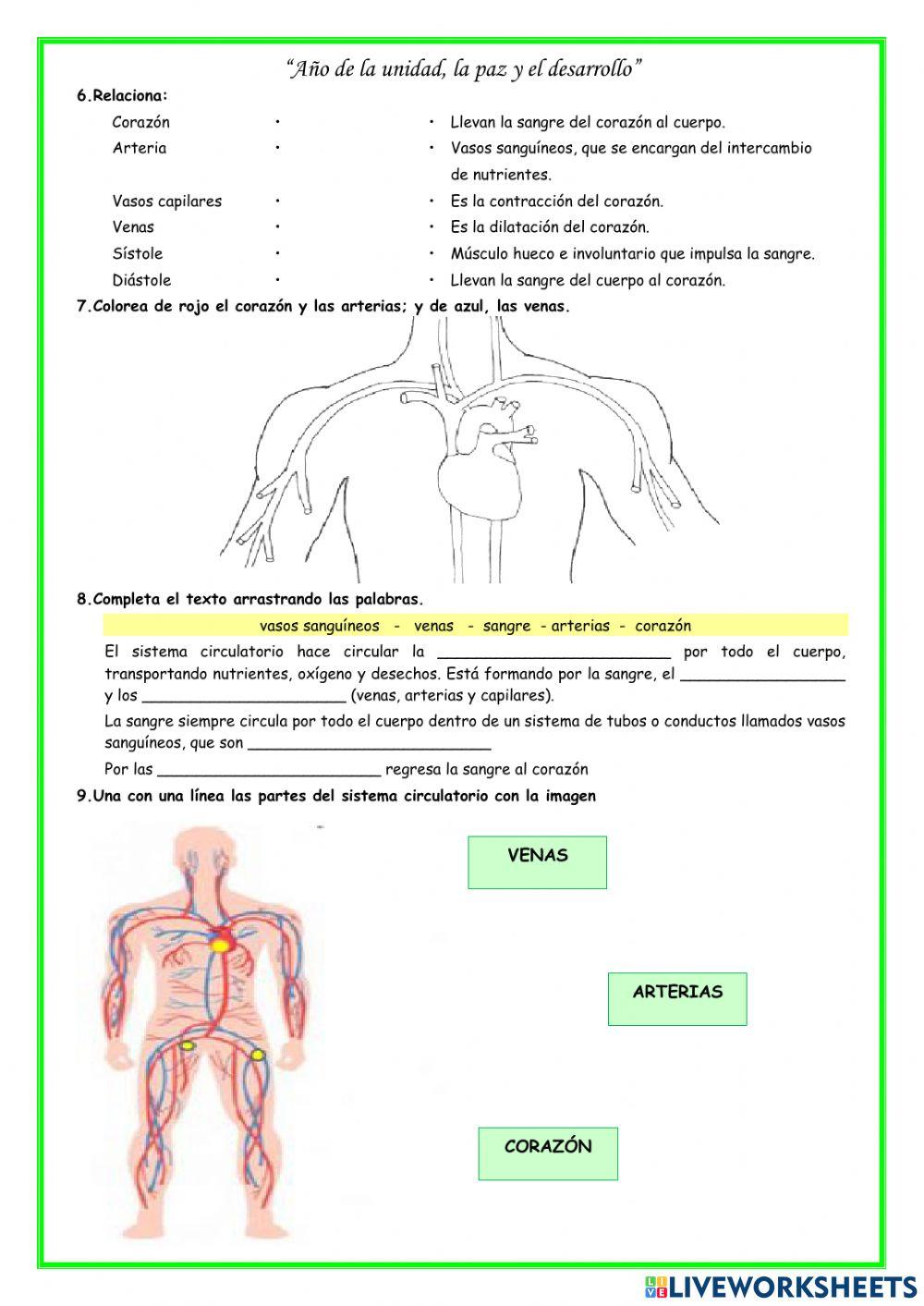 Sistema circulatorio