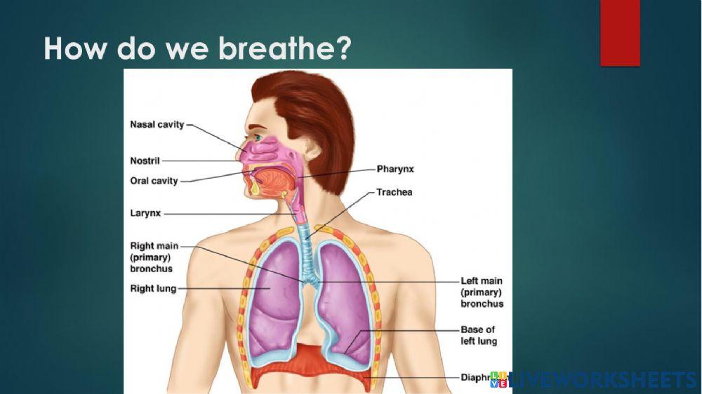 Respiration In organisms